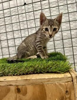 Tisana; kleine Tigerin mit großem Herz - Geilenkirchen