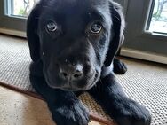 Labrador Weibchen schwarz