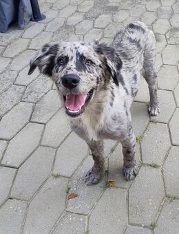 Australian Shepherd(Papa) Goldie Schäferhund( Mama )am 7.4 .2025 wurde die kleine geboren und ist nach Absprache abzugeben . - Hofkirchen