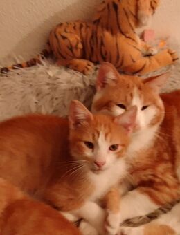 4 feine rot-weiße Katerchen abzugeben! - München Pasing-Obermenzing