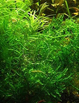 Spikymoos, Aquarienpflanze, Versand/ Abholung - Mechernich