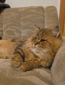 Schöner kastrierter Perserkater – 1,5 Jahre alt 🐾 - Halle (Saale)
