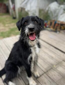 Pötyi2 LM - Lebensfrohe Hündin - Neustadt (Rübenberge)