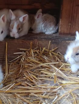 hübsche kleine Zwergkaninchen Kaninchen Löwenköpfchen geimpft - Neustadt (Sachsen) Hohwald