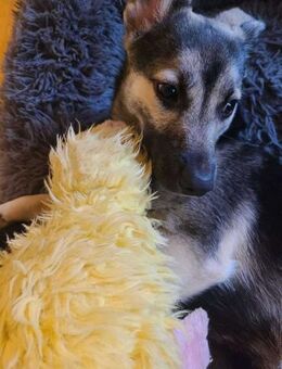 San - Die Feinfühlige - Elsdorf (Nordrhein-Westfalen)