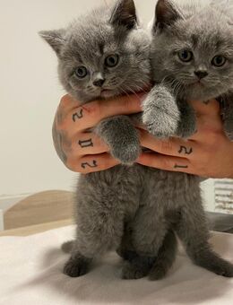 BKH Kitte abzugeben - Elze Zentrum