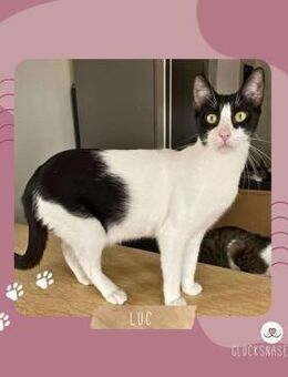 Kater Luc möchte so gern reisen - Lalendorf