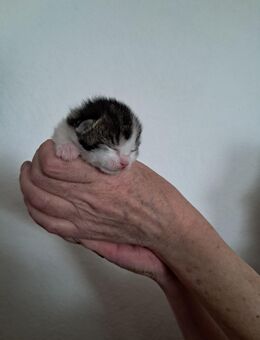 Diese Süßen Babys Suchen jetzt schon mal ein Zuhause - Sankt Michaelisdonn