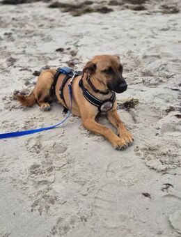 🩵Monty🩵 sucht ein schönes Zuhause - Freilassing