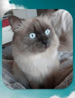 Deckkater Ragdoll/ British Short Hair - Gaienhofen