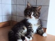 Super süßes Maine Coon Mix Mädchen, Katzenbaby - Mertingen