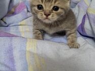 BKH Britische Kurzhaar Katzen Baby zu Verkaufen ( geworfen am 18.04.24 ) - Konz
