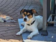 Oskar 💙 sucht seine Familie - Kalkar