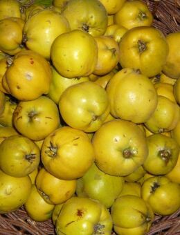 Quitten Apfelquitten BIO aus eigenem Garten 1,20 Euro pro kg - Amberg