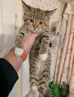 Süsse mix katzen,Maine coon,Perser,ekh - Kyritz