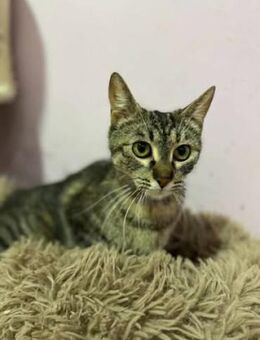 Katze SHIVA fast alle Babys verloren - Augsburg