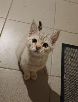 BKH-Kitten sucht ein liebevolles ~FÜR IMMER~ Zuhause - Essen (Oldenburg)