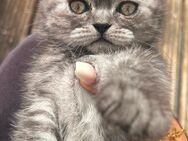 BKH Katzen Baby - Euskirchen