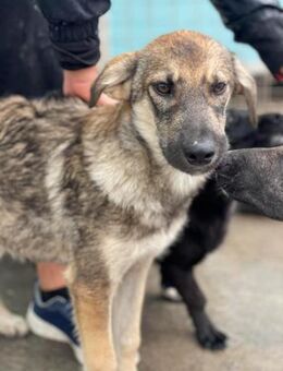 Ignaz von kettenlos - Bollingstedt