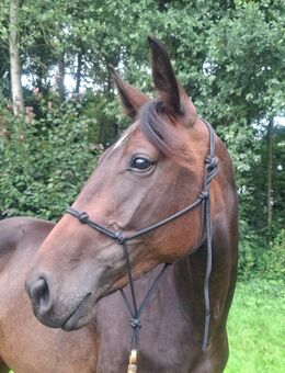 Wunderschöne Warmblut-Stute - Rhauderfehn