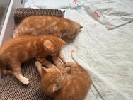 4 kleine Kater suchen - Bonn Tannenbusch