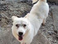Snowy, freundlich, ruhig, sucht ein Heim - Bochum