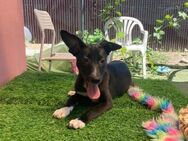 🧸Sanfter Welpe Porthos🧸 - Eislingen (Fils)