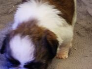 Shih- Tzu Welpe Hündin - Stuhr