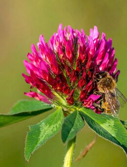 BIO roter Inkarnat Klee Samen Rosenklee heimische Pflanzen - Pfedelbach