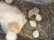 4 wunderschöne seidenhuhn küken 🐤 - Kloster Lehnin