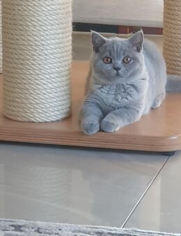 Reinrassige Bkh kitten - Trossingen Zentrum