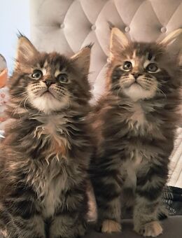 Kätzchen, Maine Coon, 2 Katzen - Nürnberg