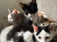 Katzen Babys kitten suchen ein zuhause - Dettingen (Iller)