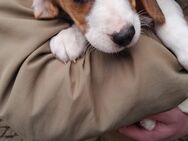 Beagle- Welpen dreifarbig suche ein liebevolles Zuhause - Waldsassen