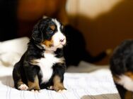 Wunderschöne Berner Sennenhund Welpen - Roßwein