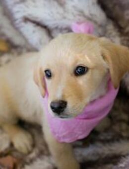 256635 - schmusen? bitte ganz viel... - Overath