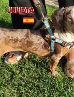 Julieta - entzückend und liebevoll - Heppenheim (Bergstraße)