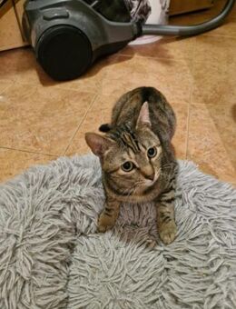 zurückhaltende Pika wünscht sich Zuhause - Ellerbek