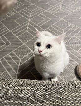 Kiko – 7 Monate alter, verspielter & kuscheliger Kater sucht liebevolles Zuhause - Fröndenberg (Ruhr) Zentrum