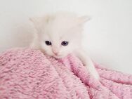 Bezaubernde Ragdoll Kitten - Gelsenkirchen