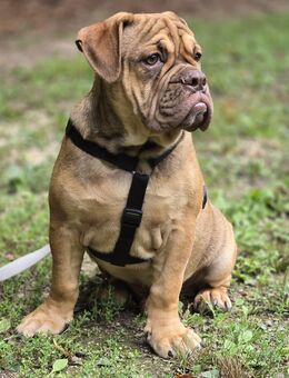 New English Bulldogge Rüde - Saldenburg