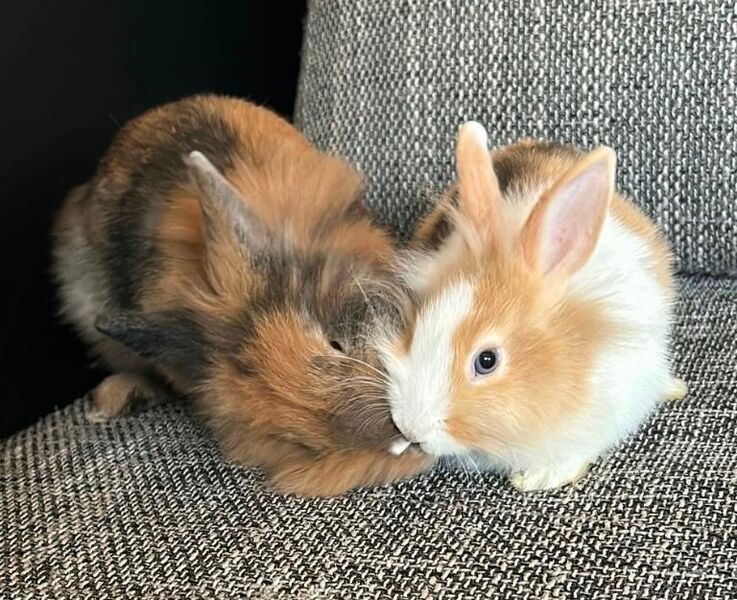 2 Kaninchen suchen ihr Traum Zuhause - Konken