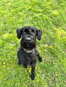 Iwoo, Riesenschnauzer (geb. 02/2021) - Pegnitz