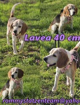 Lavea ist eine sanfte Seele - Schafflund