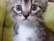 Kitten und ihren Mutter abzugeben. - Borchen