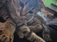 Katzen Baby sucht noch neues Zuhause - Lötzbeuren