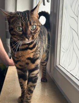 Bengal Katze - Reinrassig - Trostberg