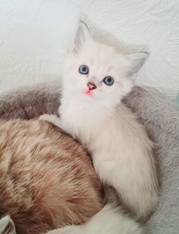 Wunderschöne Balinesen Kitten - Essen Zentrum