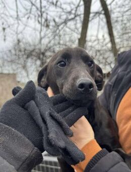 Dackel Mix, Rüde, 1 Jahr - Kappeln (Schleswig-Holstein)
