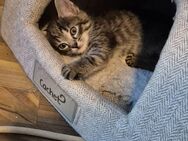 Katzen suchen liebevolles zu Hause ab 12 Wochen - Bottrop